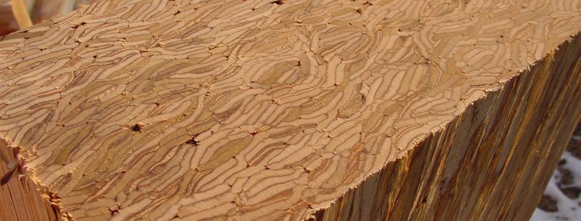 Structural Composite Lumber
